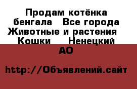 Продам котёнка бенгала - Все города Животные и растения » Кошки   . Ненецкий АО